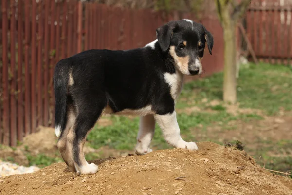 可爱的小狗牧羊犬顺利在花园里 — 图库照片