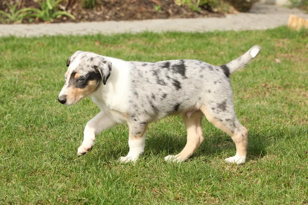 可爱的小狗牧羊犬顺利在花园里 — 图库照片