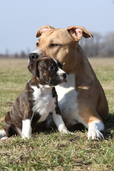 Increíble Stafford perra con su cachorro — Foto de Stock