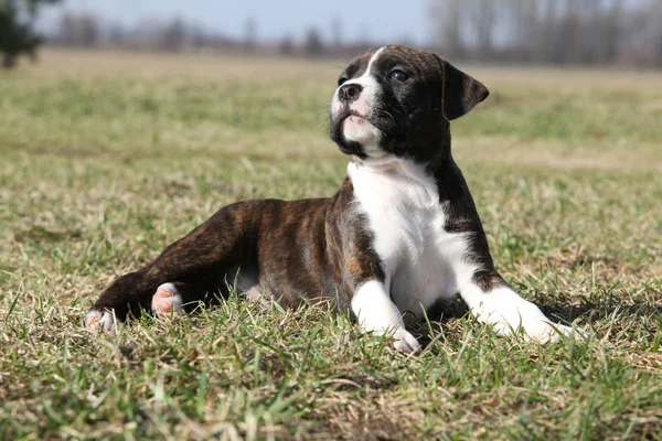 豪華な子犬の芝生で横になっています。 — ストック写真