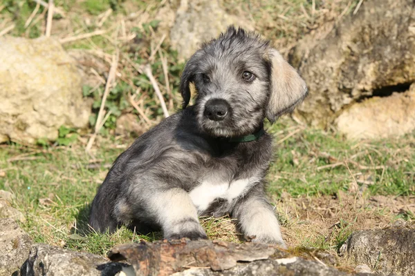 Nice Irish Wolfhound puppy — Stock Photo, Image