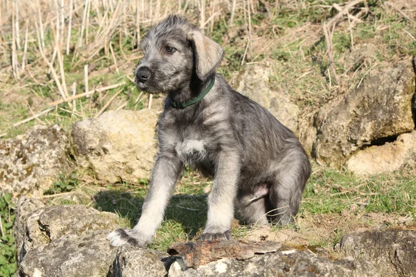 Güzel İrlandalı wolfhound köpek yavrusu — Stok fotoğraf