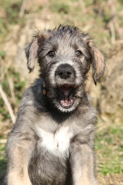 Ωραίο το ιρλανδικό wolfhound κουτάβι σε κοιτάζω — Φωτογραφία Αρχείου