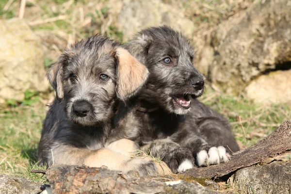 Dwa szczeniaki Wilczarz irlandzki w ogrodzie — Zdjęcie stockowe