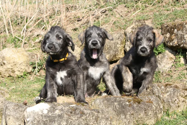 Τρεις ιρλανδική λυκόσκυλα στον κήπο — Φωτογραφία Αρχείου
