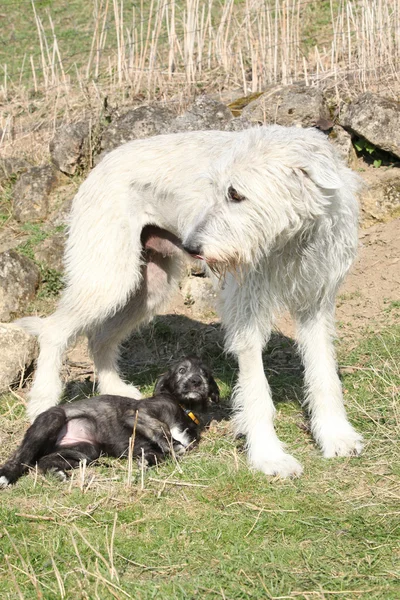 Superbe Irish Wolfhound élever le jeune — Photo