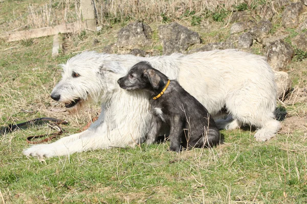 Gorgeous Irish Wolfhound parenting the young one — Stock Photo, Image