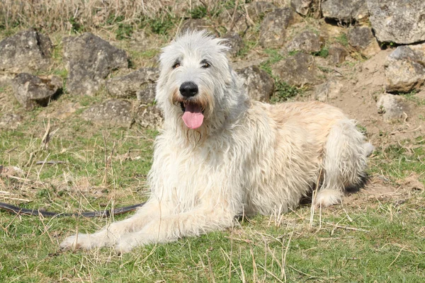 Verbazingwekkende Ierse wolfshond liggen in de stenen tuin — Stockfoto