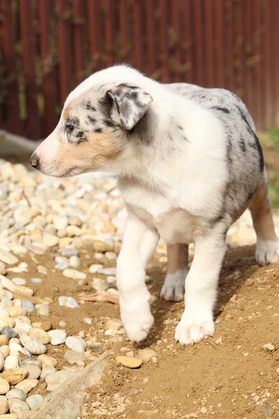 Adorable puppy van collie glad in de tuin — Stockfoto