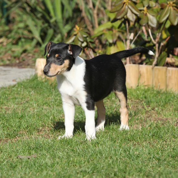 Cãozinho adorável de Collie Smooth no jardim — Fotografia de Stock