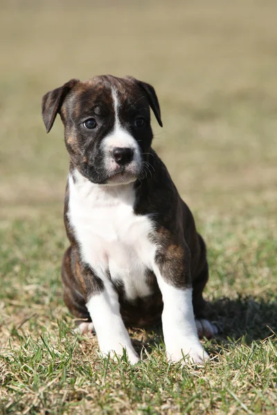 Mooie kleine stafford pup zitten in het gras — Stockfoto