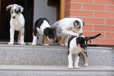 dış dünyayı kukla ilk gezi