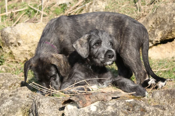 Two puppies of Irish Wolfhound in the garden — Stock Photo, Image