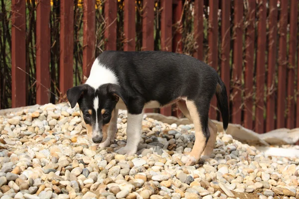 Śliczny szczeniak Collie smooth w ogrodzie — Zdjęcie stockowe