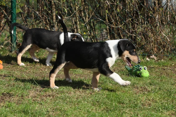 Entzückender Collie-Welpe glatt im Garten — Stockfoto