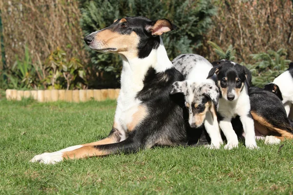 Bitch of Collie Smooth with its puppies lying in the garden — Stock Photo, Image