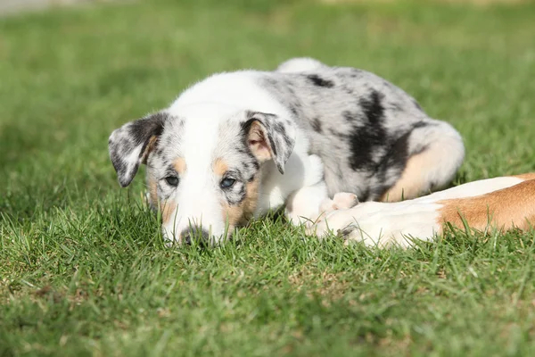 Adorable cachorro de Collie Smooth en el jardín — Foto de Stock