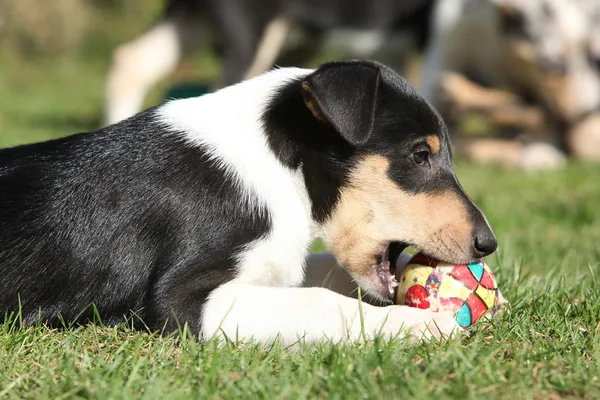 Cãozinho adorável de Collie Smooth no jardim — Fotografia de Stock
