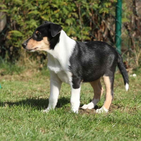 Śliczny szczeniak Collie smooth w ogrodzie — Zdjęcie stockowe