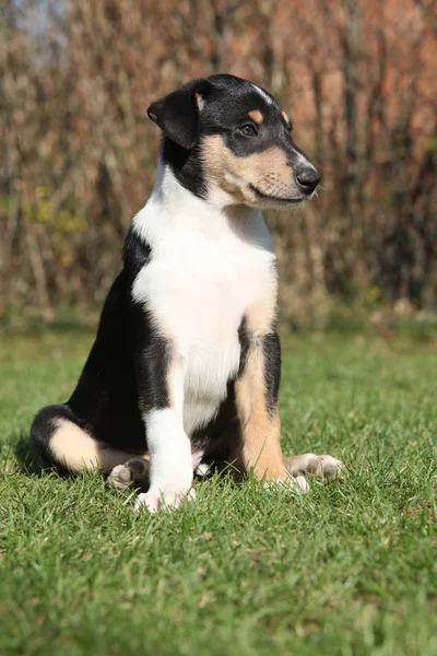 庭で滑らかなコリーの愛らしい子犬 — ストック写真