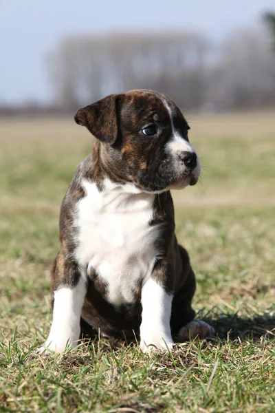 Beautiful little Stafford puppy sitting in the grass — Stock Photo, Image