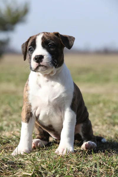 Beau petit chiot Stafford assis dans l'herbe — Photo