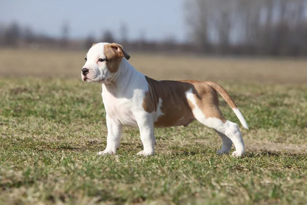 Prachtige kleine pup van Amerikaanse staffordshire Terriër staande — Stockfoto
