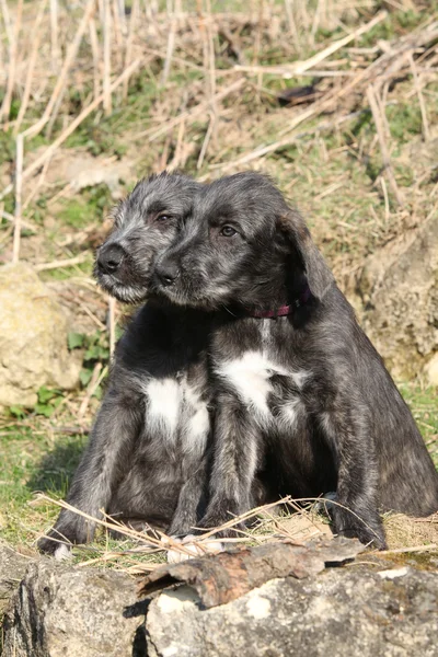 アイリッシュ ・ ウルフハウンド庭の 2 匹の子犬 — ストック写真