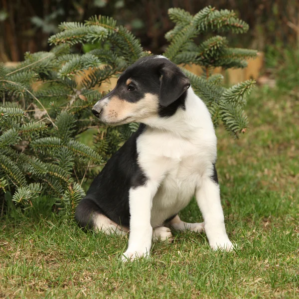 Śliczny szczeniak Collie smooth w ogrodzie — Zdjęcie stockowe