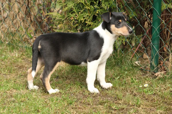 Śliczny szczeniak Collie smooth w ogrodzie — Zdjęcie stockowe