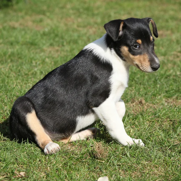 Śliczny szczeniak Collie smooth w ogrodzie — Zdjęcie stockowe