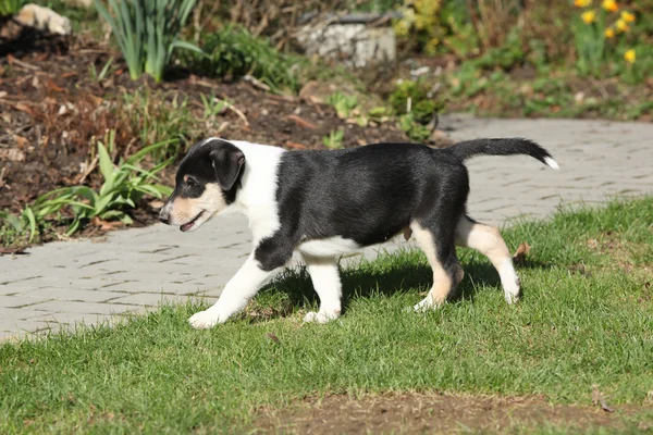 Adorable puppy van collie glad in de tuin — Stockfoto