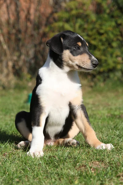 Adorable cachorro de Collie Smooth en el jardín — Foto de Stock