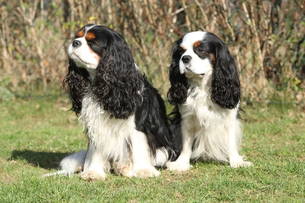 Twee cavalier king charles spaniels in de tuin — Stockfoto