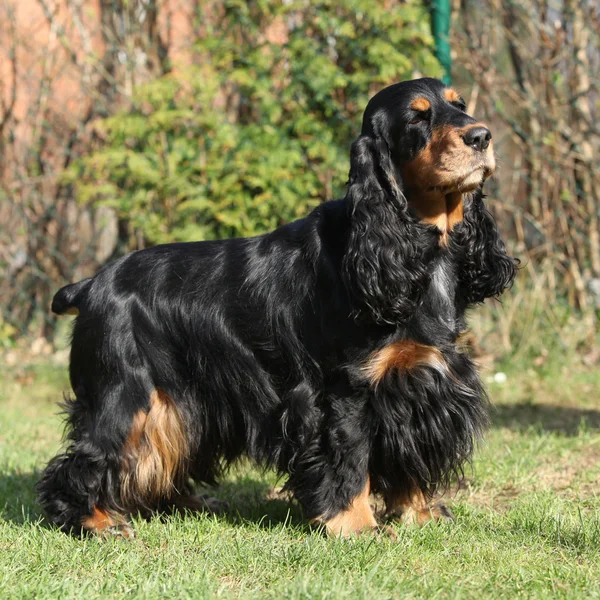 Gyönyörű angol cocker spániel, a kertben — Stock Fotó