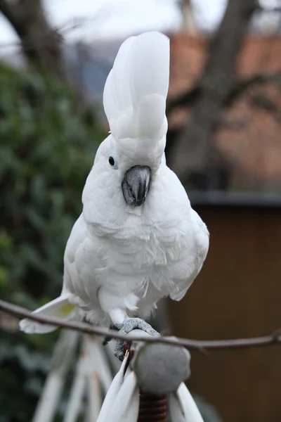 Sulphur-crested Cockatoo Parrot walking — Stock Photo, Image
