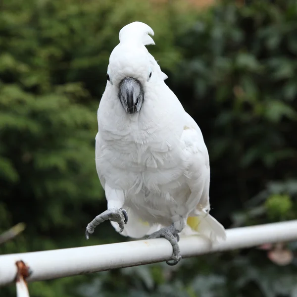 Cacatúa de loro pájaro blanco — Foto de Stock