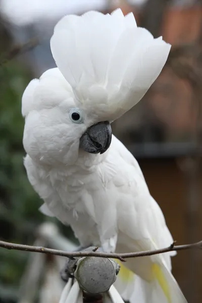 Sulphur-crested Cockatoo Parrot looking at you — Stock Photo, Image