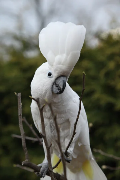 Sulphur-crested Cockatoo Parrot dancing on some tree — Stock Photo, Image