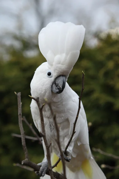 Loro de cacatúa con cresta de azufre bailando sobre un árbol — Foto de Stock