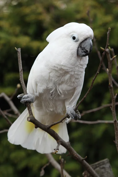 White bird parrot cockatoo on tree — Stock Photo, Image