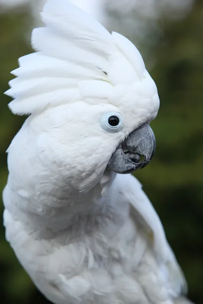 Zwavel-crested cockatoo parrot Stockfoto