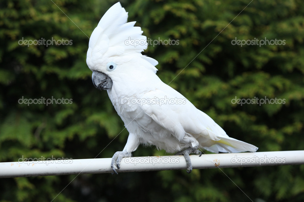 Sulphur-crested Cockatoo Parrot moving