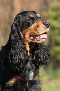 Bahçe güzel İngiliz yavru horoz İspanyol