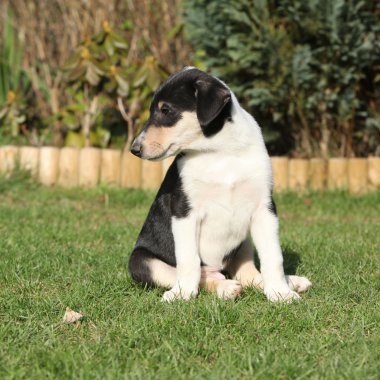 kömür ocağı pürüzsüz Bahçe, muhteşem köpek yavrusu