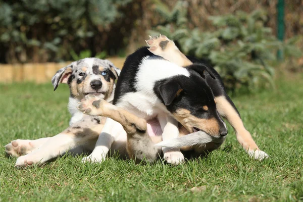 Szczeniak Collie gładkie, grając w ogrodzie — Zdjęcie stockowe