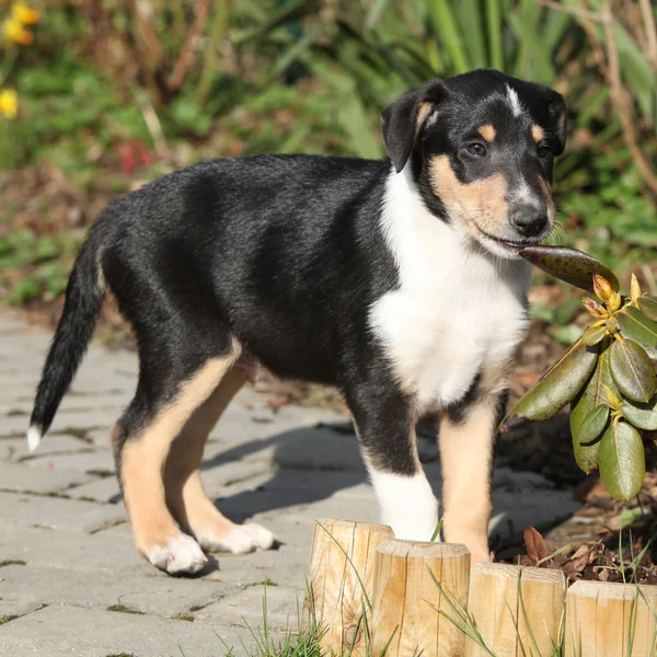 Collie glad in de tuin — Stockfoto