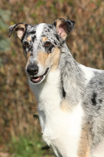 Amazing Collie Smooth in the garden — Stock Photo, Image