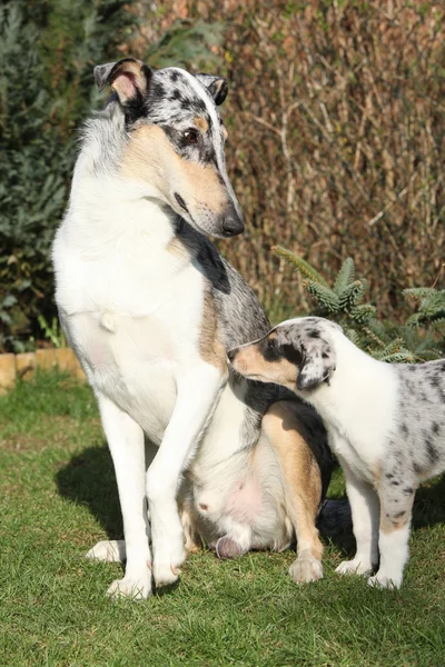 Leuke hond van collie soepele bang van het ouderschap — Stockfoto