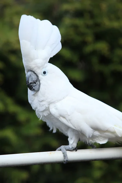 Cacatua-crista-de-enxofre Papagaio em movimento — Fotografia de Stock